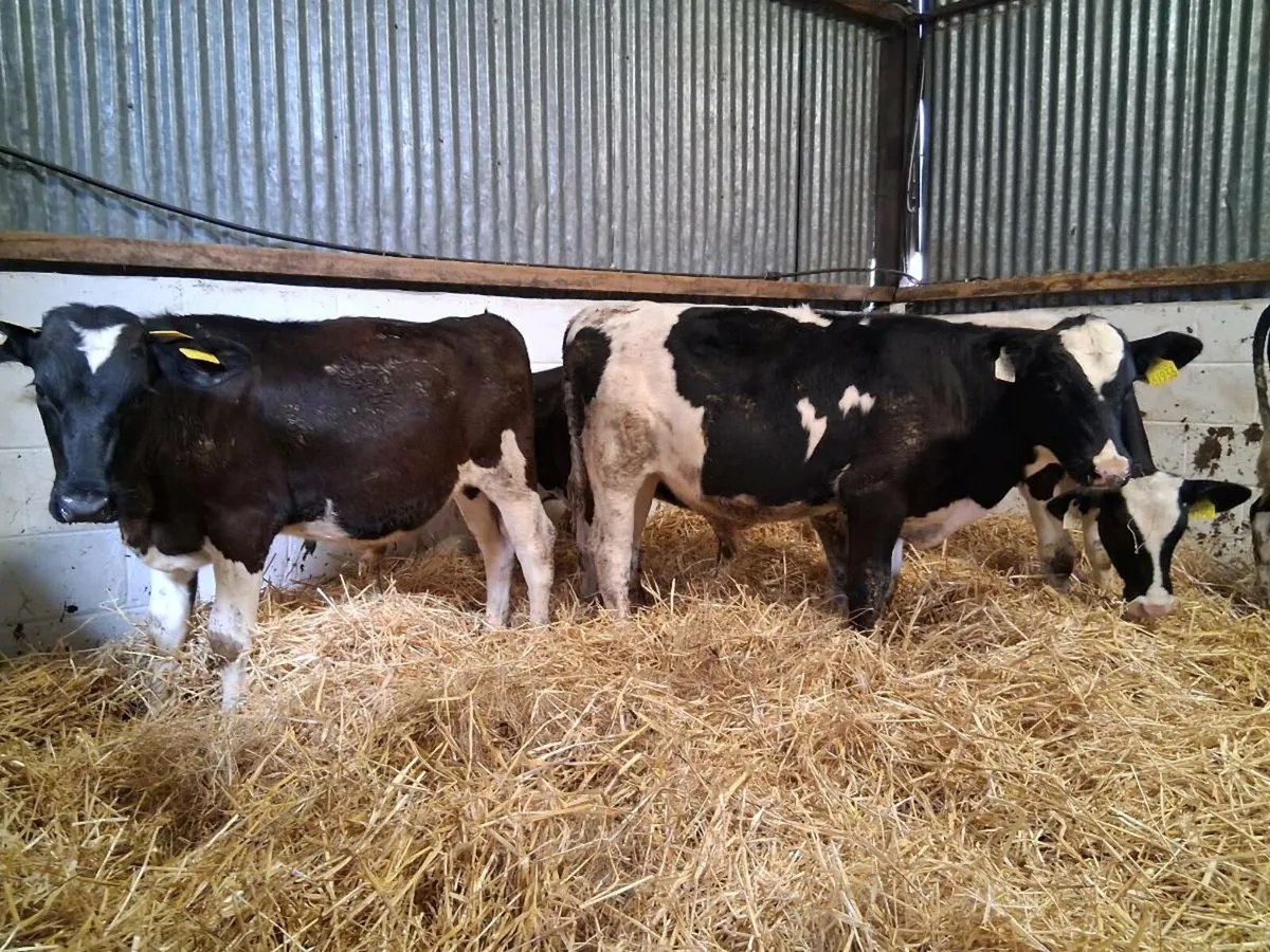 5 Fresian Bull Weanlings - Image 4