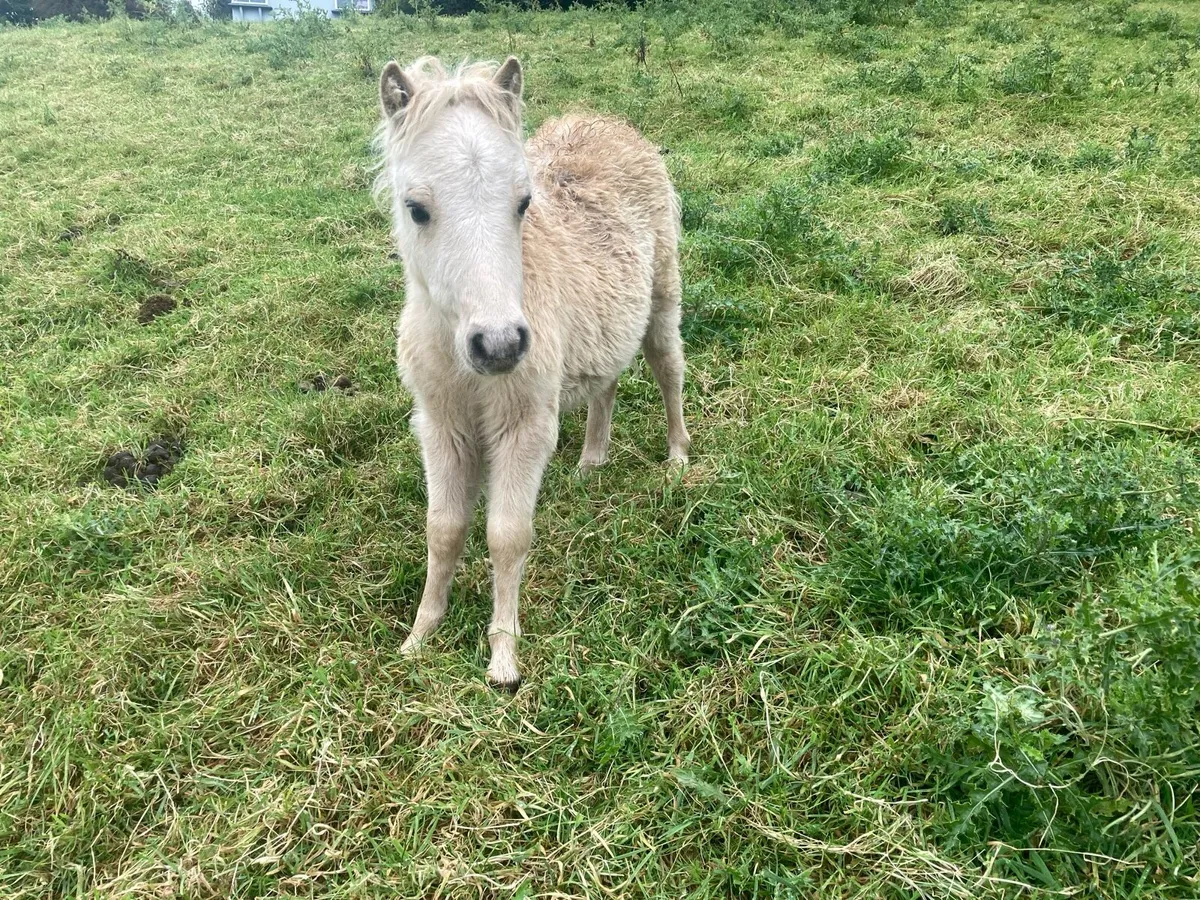 Miniature pony - Image 2