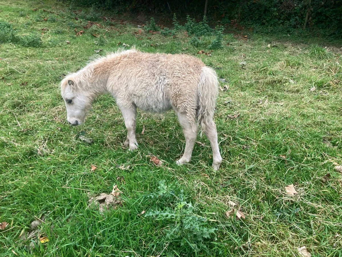 Miniature pony - Image 3