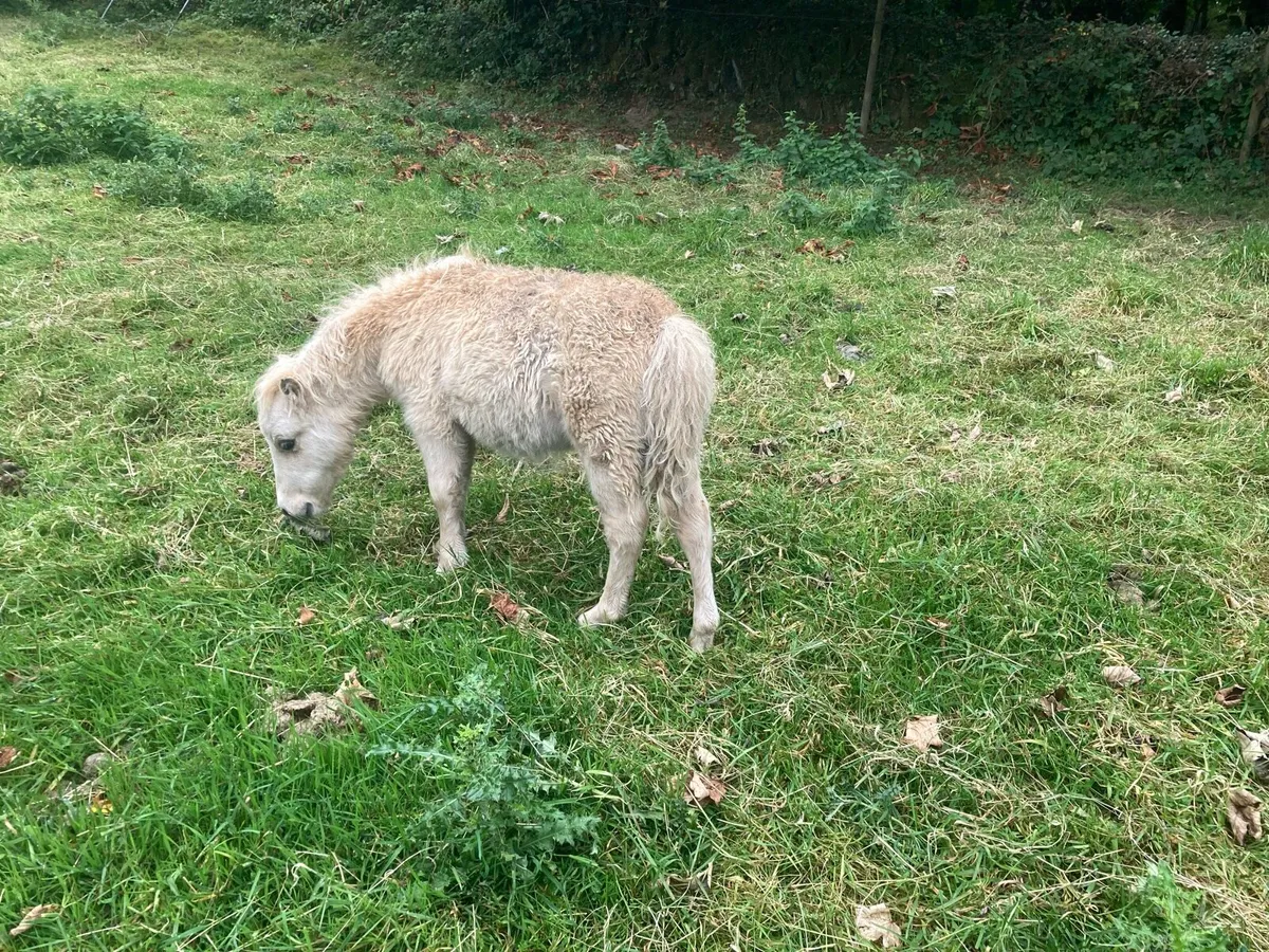 Miniature pony - Image 4