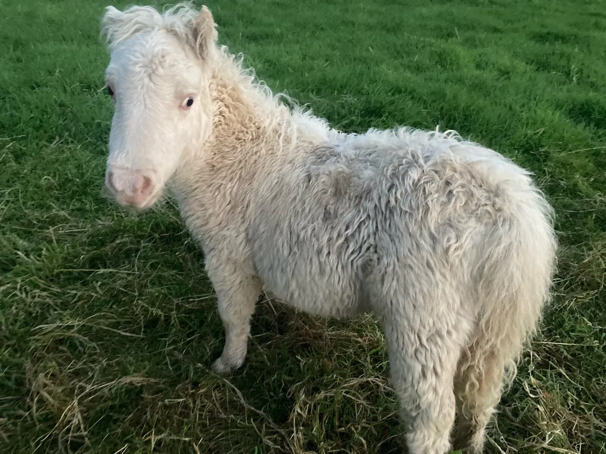 Miniature pony - Image 1