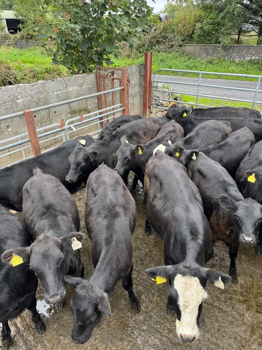 Angus Heifer runners - Image 1