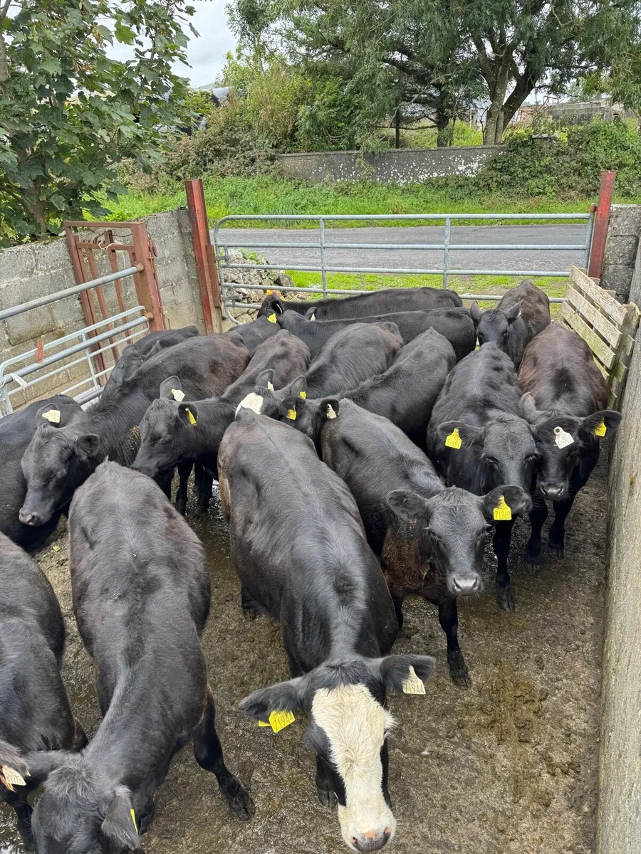 Angus Heifer runners - Image 2