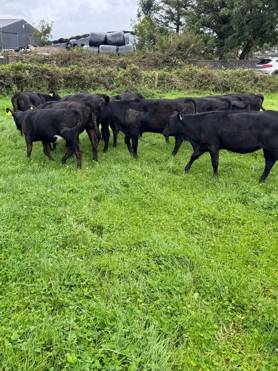 Angus Heifer runners - Image 3