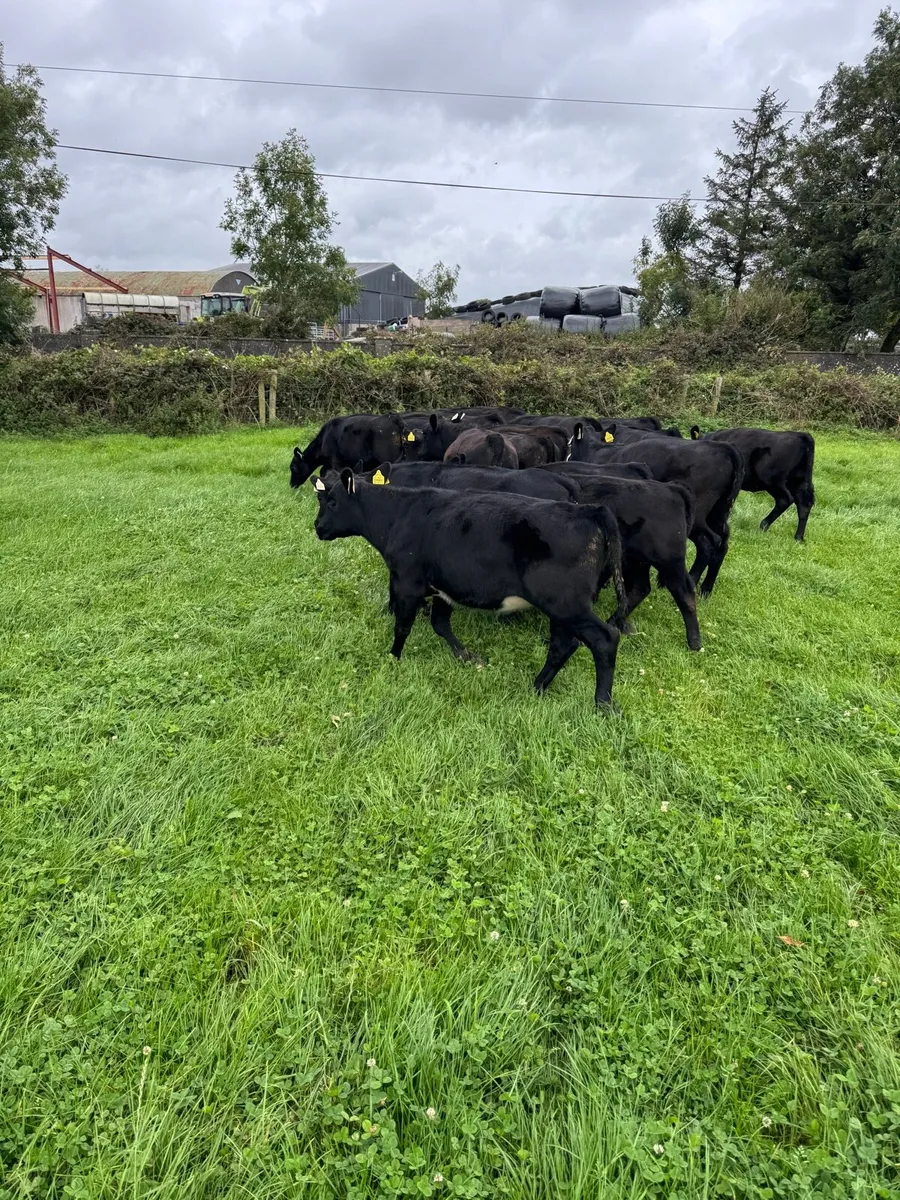Angus Heifer runners - Image 4