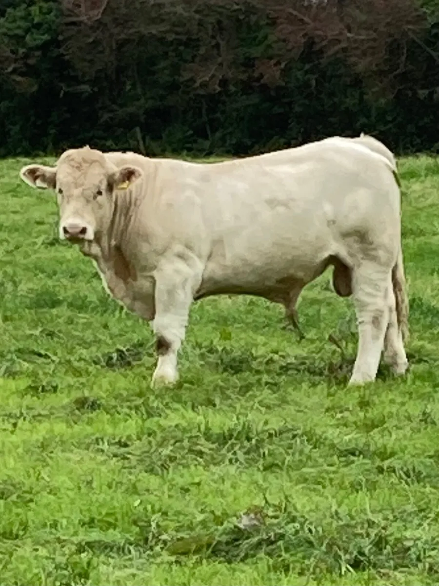 Bull - Image 1