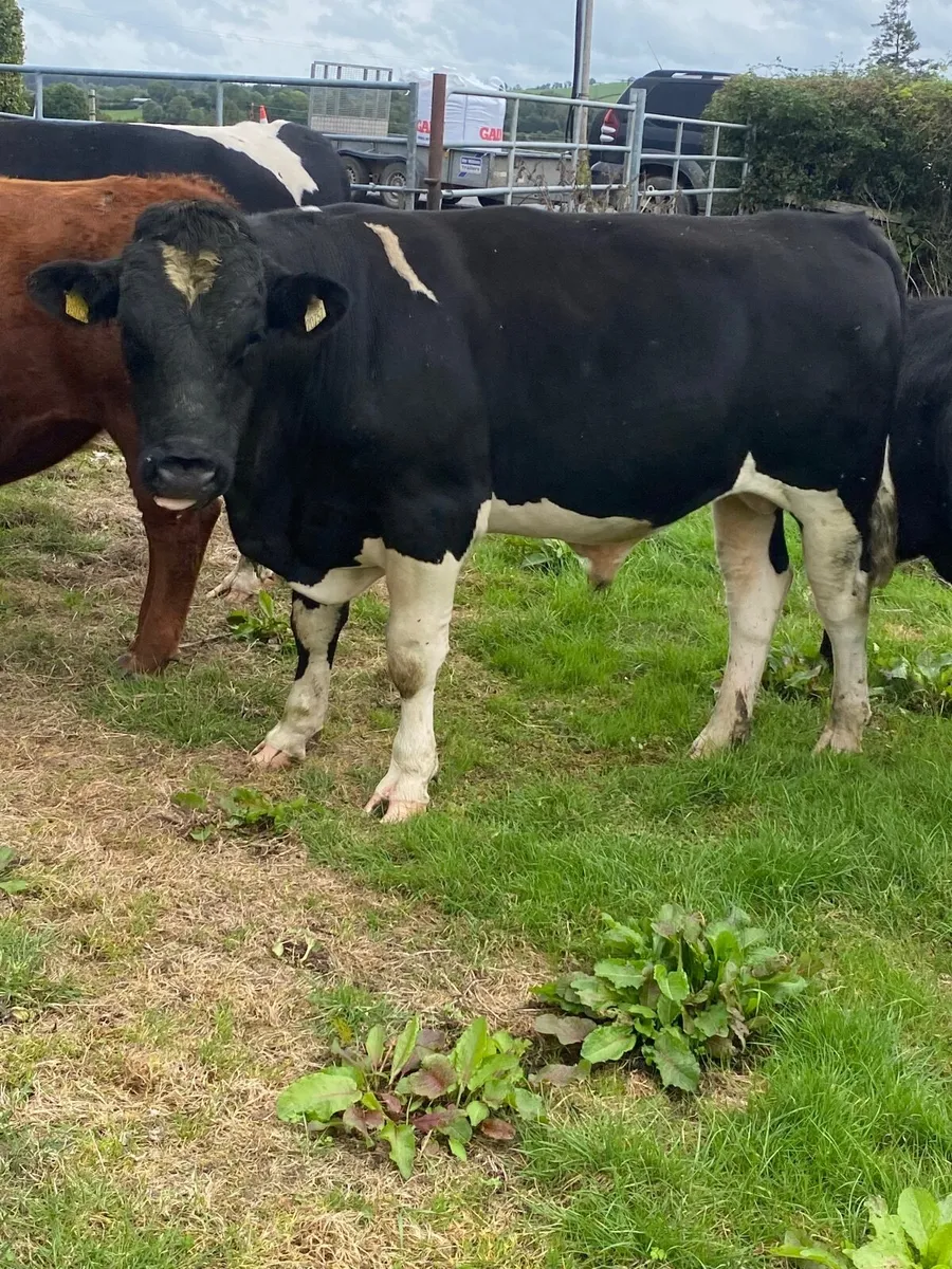 Cattle - Image 1
