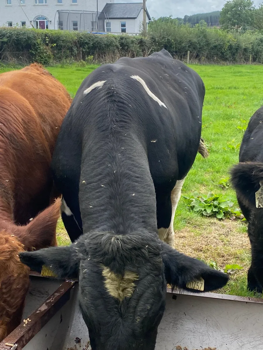 Cattle - Image 2