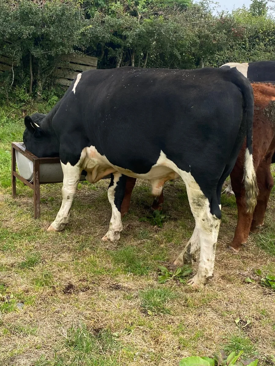 Cattle - Image 3