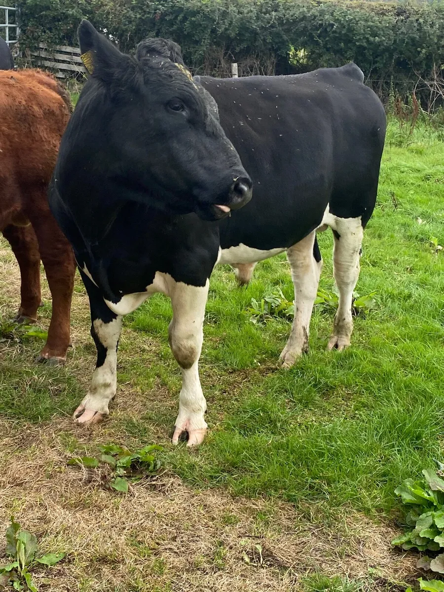 Cattle - Image 4