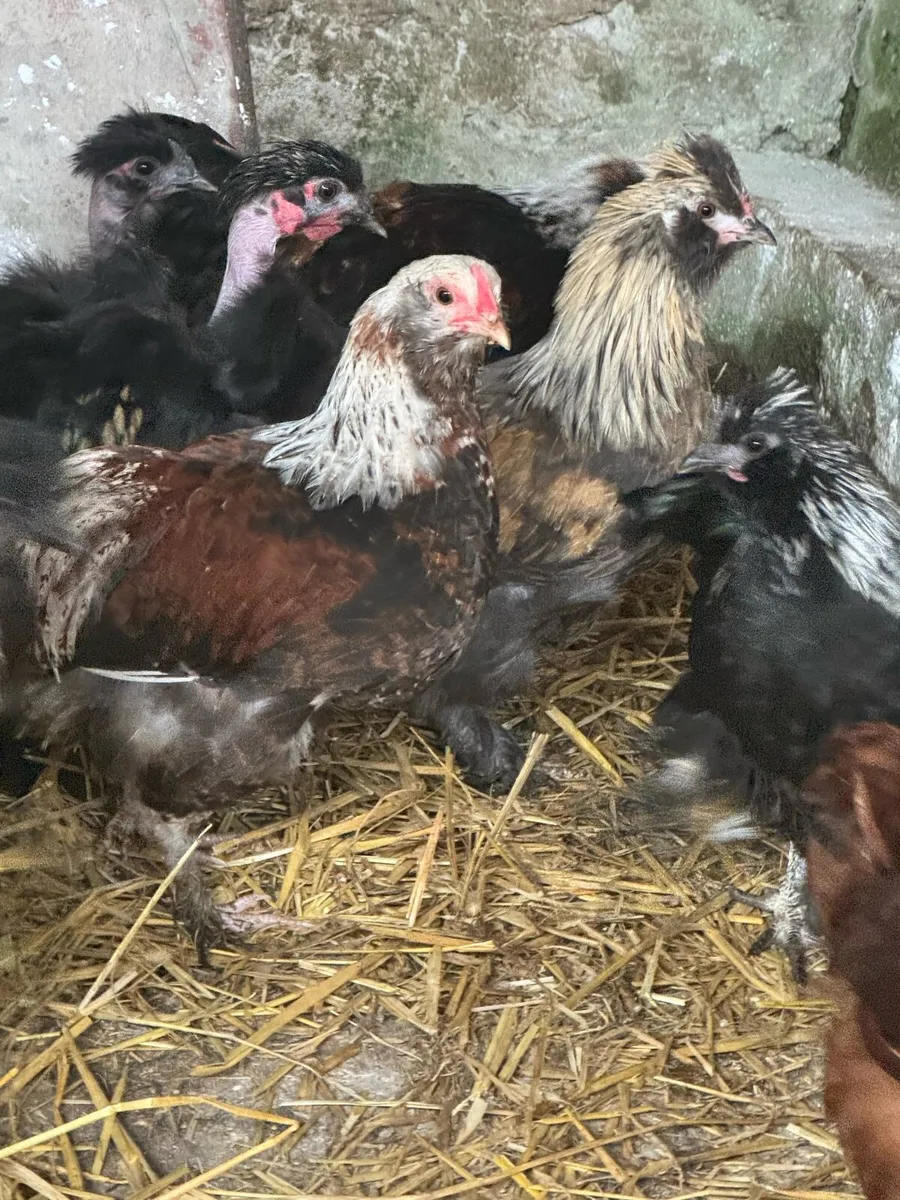 Selection of poultry and eggs - Image 1