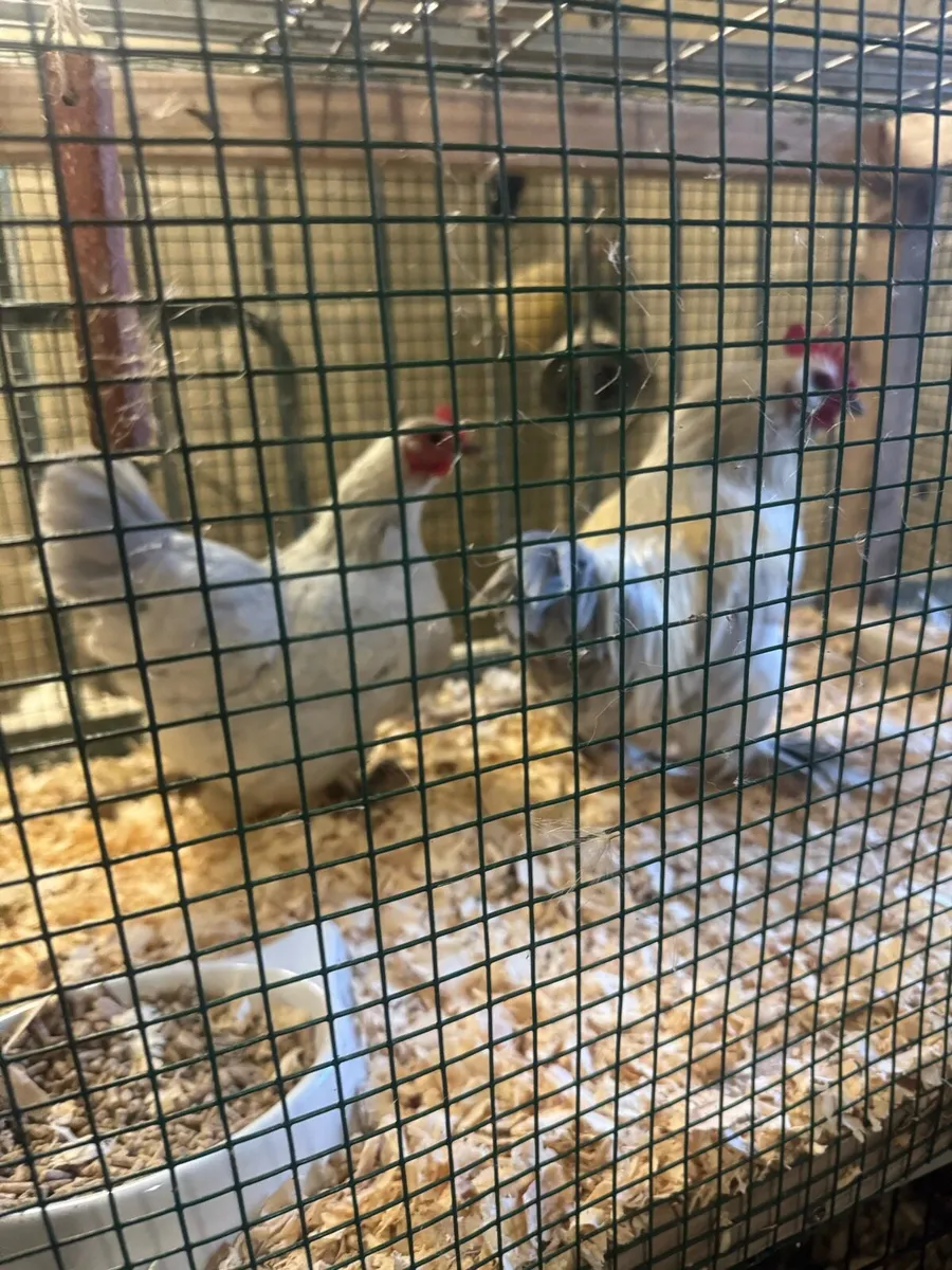 Selection of poultry and eggs - Image 3