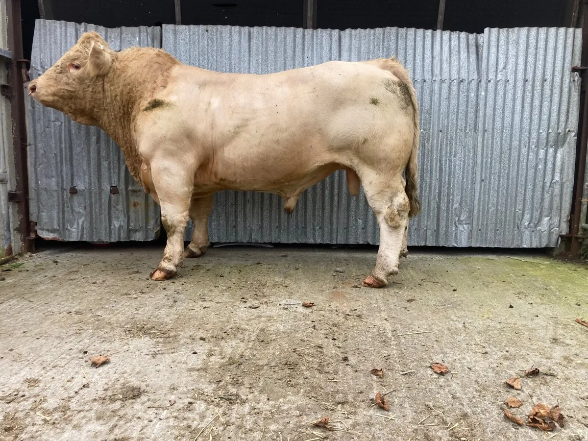 Bull - Image 2