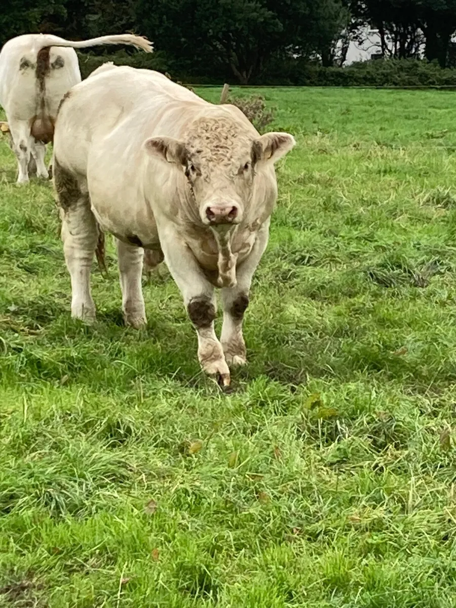 Bull - Image 3