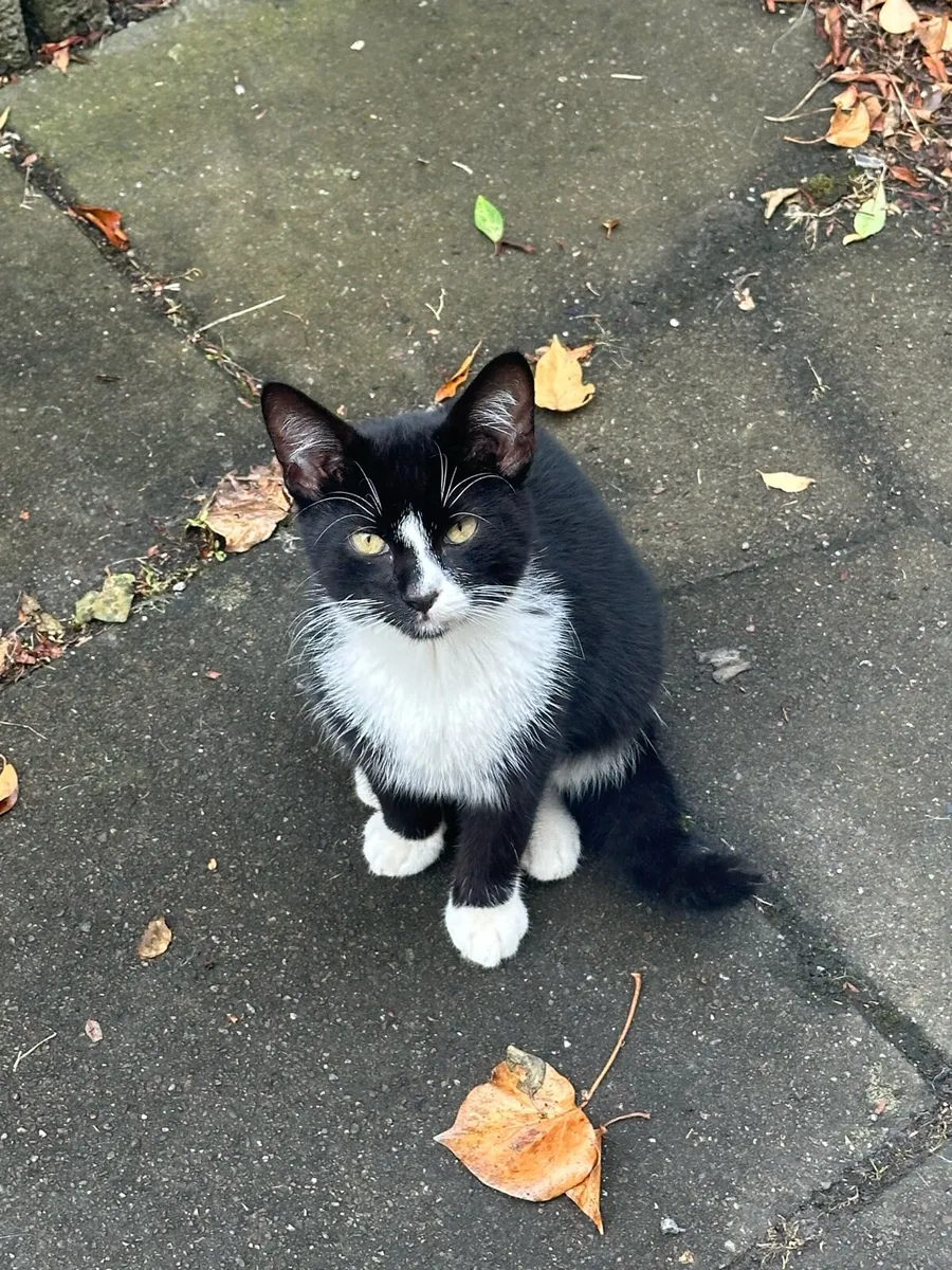 Kitten free to good home - Image 1