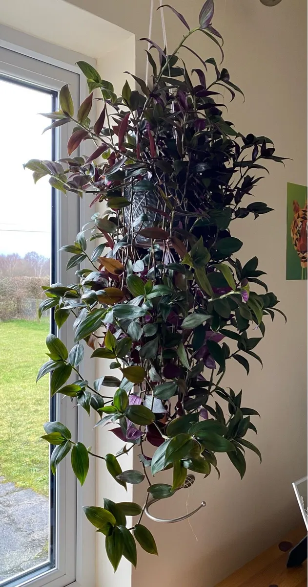 Houseplant 🌱Tradescantia Zebrina Flame Dance - Image 1