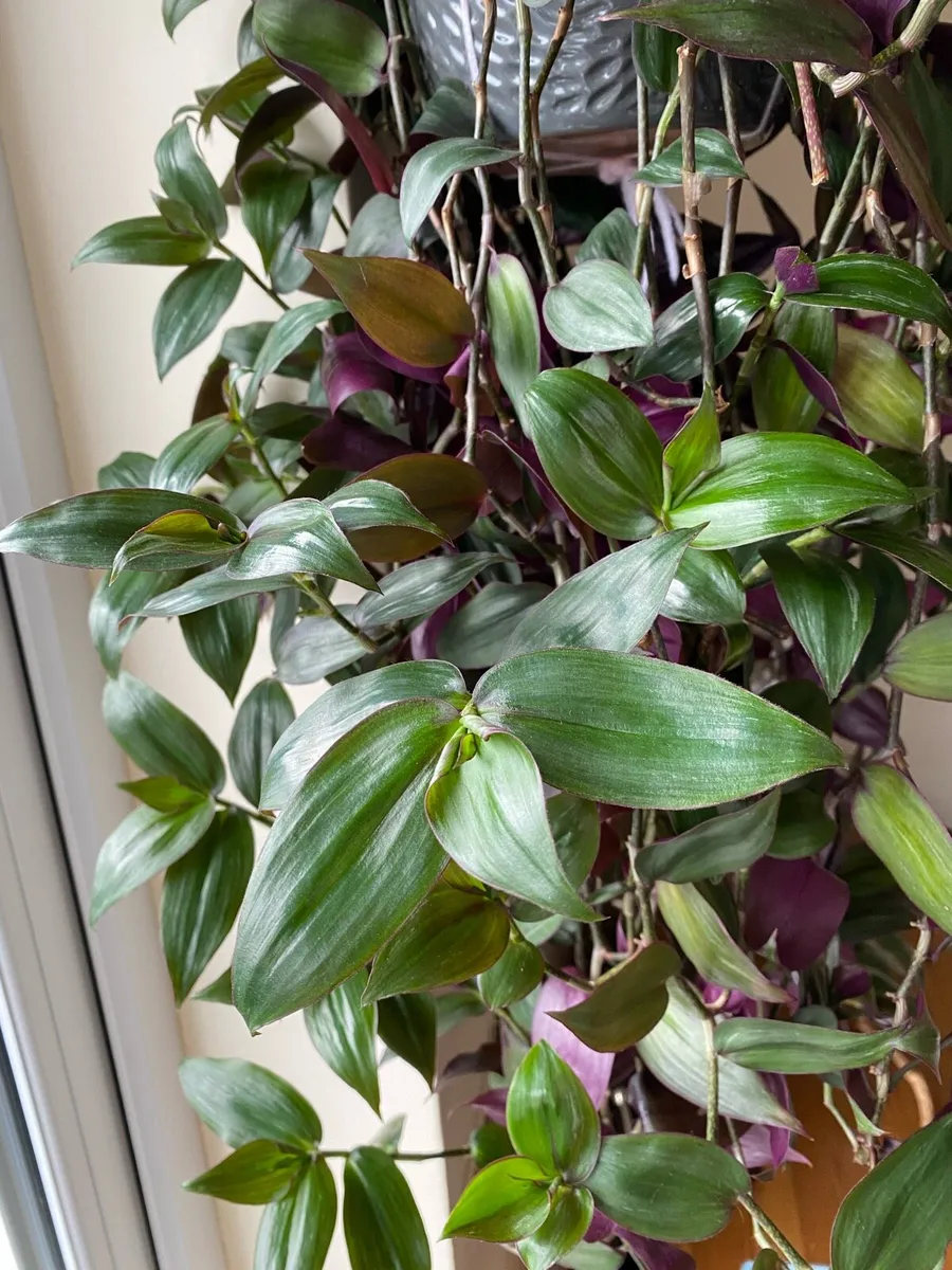 Houseplant 🌱Tradescantia Zebrina Flame Dance - Image 2