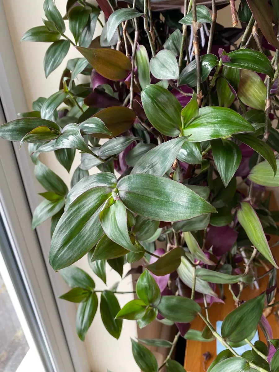 Houseplant 🌱Tradescantia Zebrina Flame Dance - Image 3