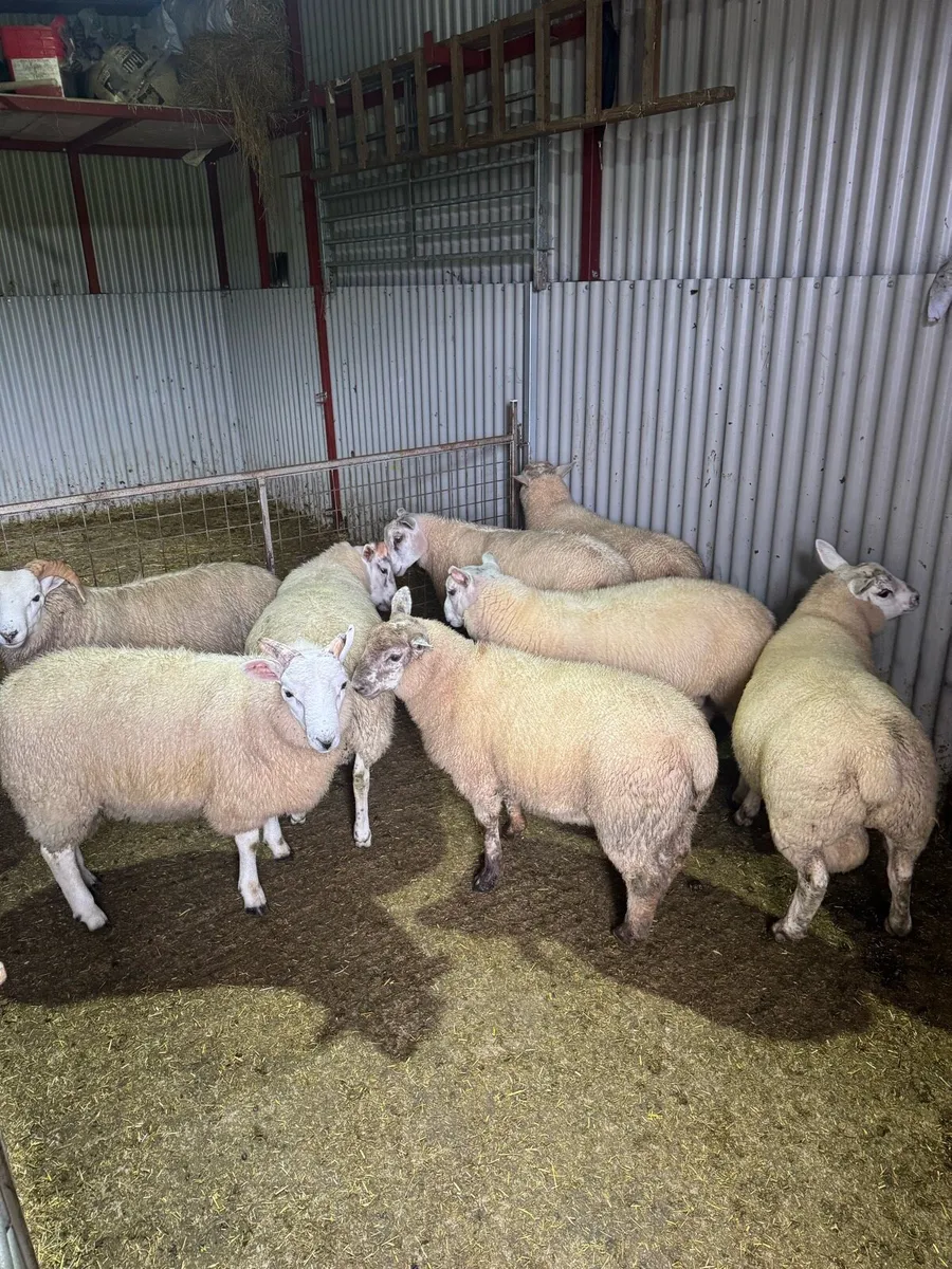 Tip lambs - Image 1