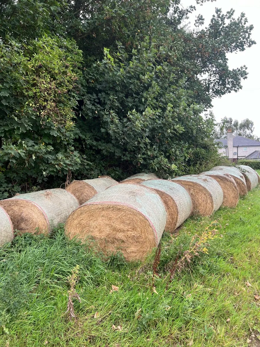 Hay