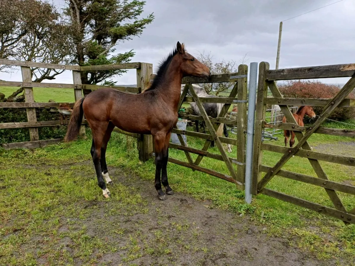 Mare and foal - Image 2