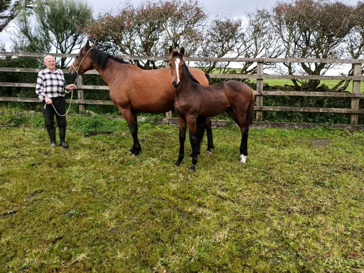 Mare and foal - Image 1