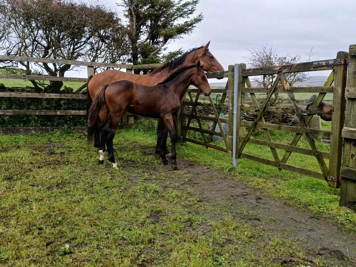 Mare and foal - Image 4