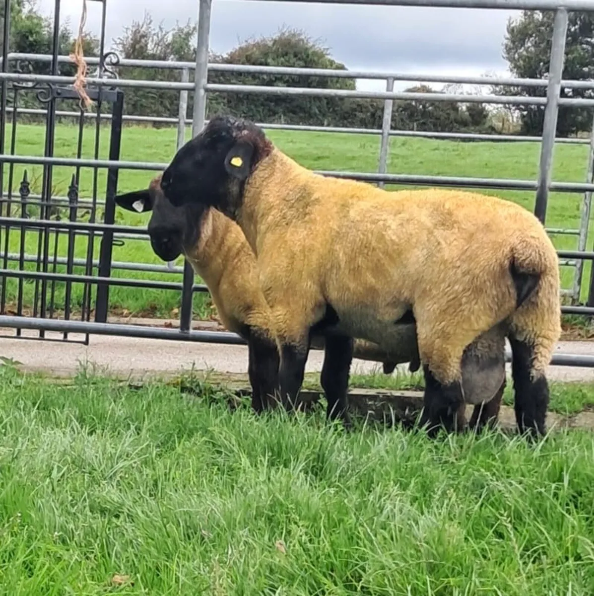 Suffolk Rams - Image 1