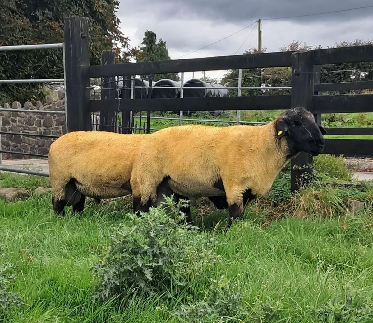 Suffolk Rams - Image 2