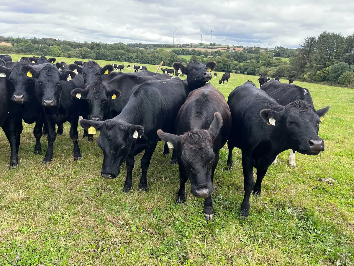 35 Angus Enniscorthy Mart 9th of September - Image 1