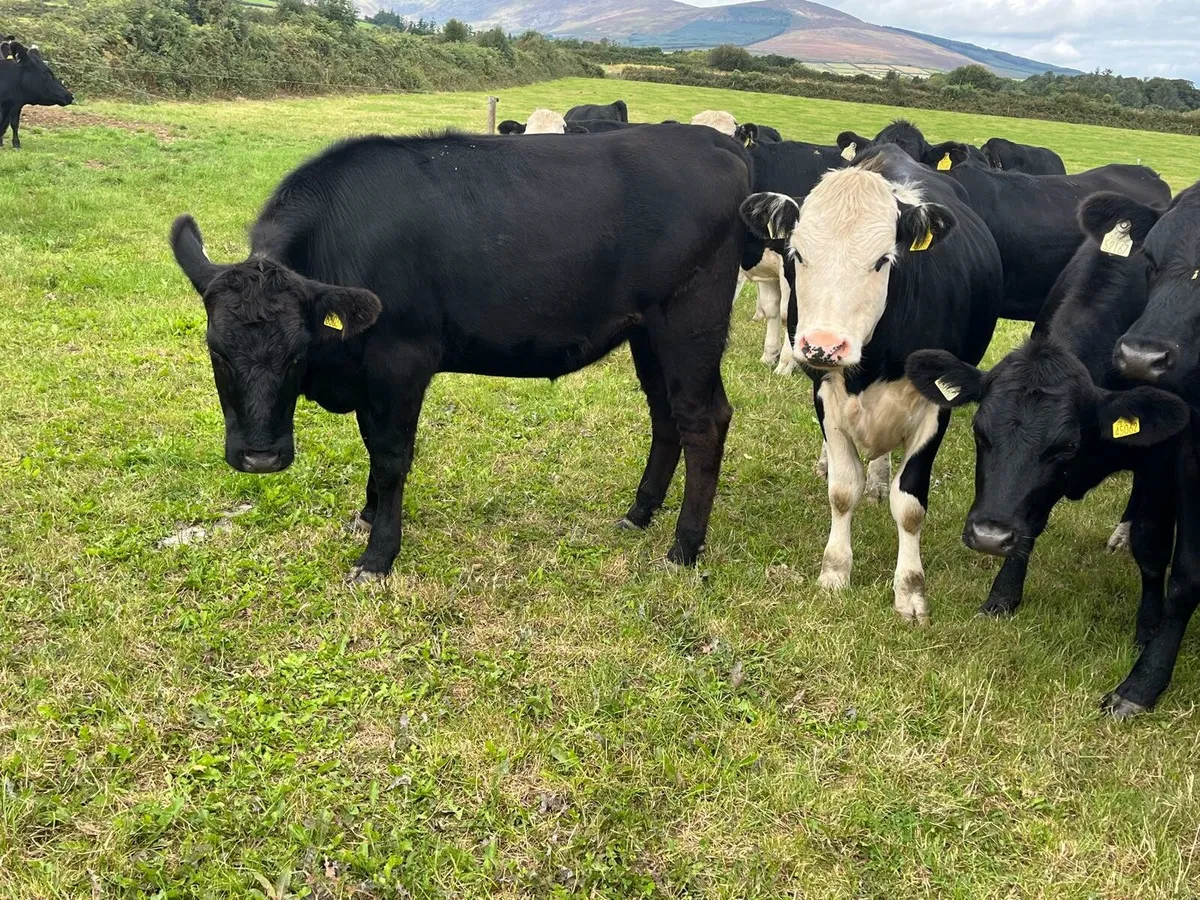 35 Angus Enniscorthy Mart 9th of September - Image 4