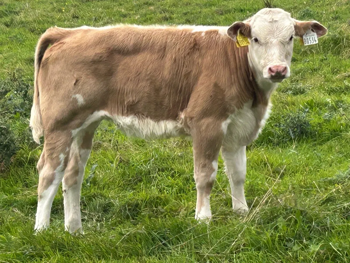 5 super suckler breed heifers - Image 3