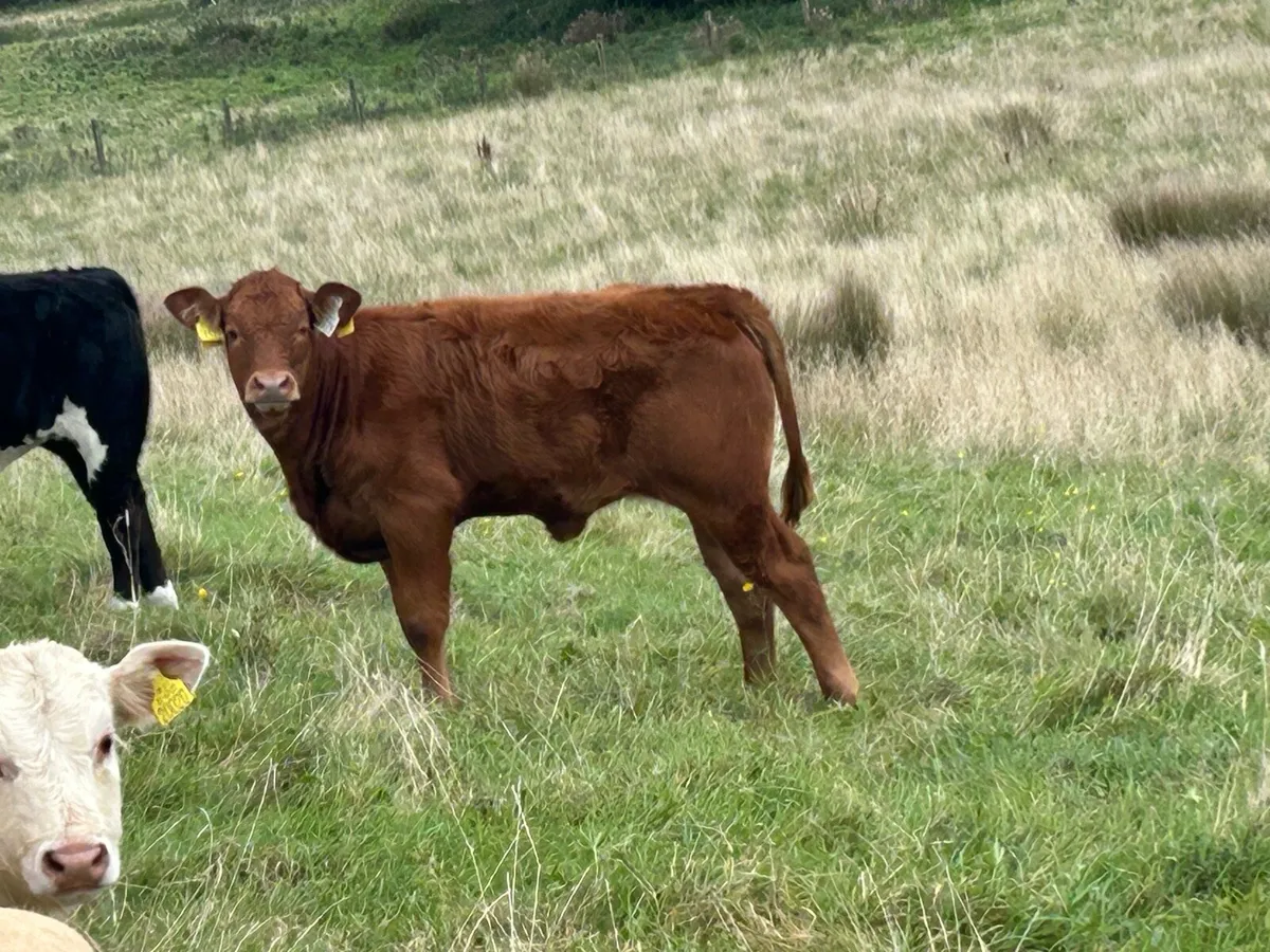 5 super suckler breed heifers - Image 4