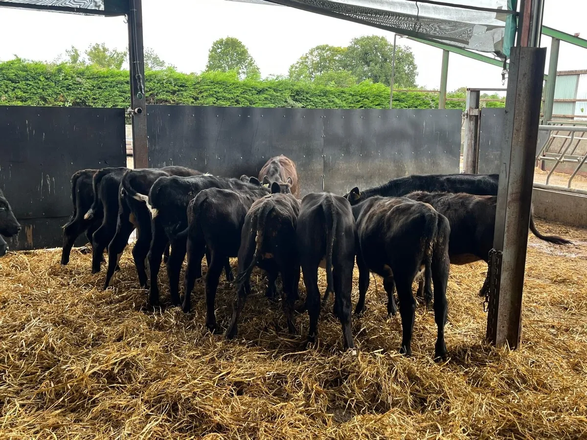14 super  Angus  and limosin weanling heifers - Image 1