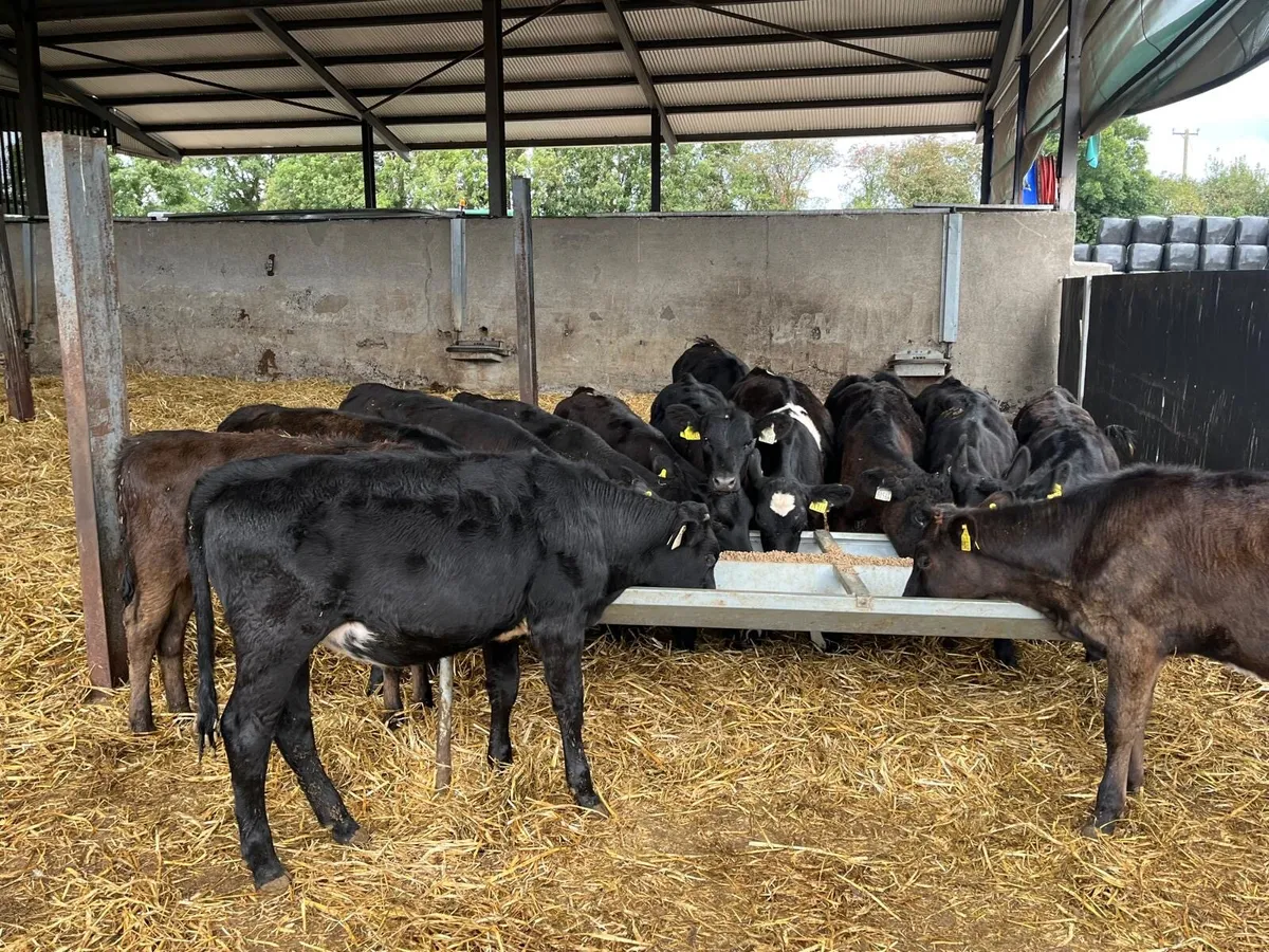 14 super  Angus  and limosin weanling heifers - Image 2