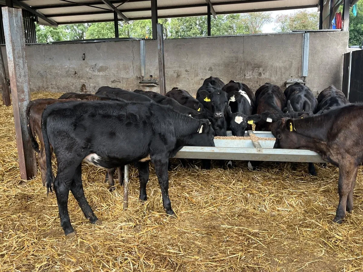 14 super  Angus  and limosin weanling heifers - Image 3