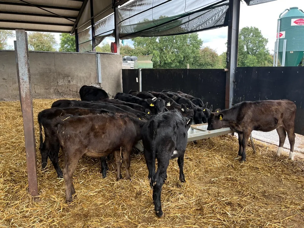 14 super  Angus  and limosin weanling heifers - Image 4