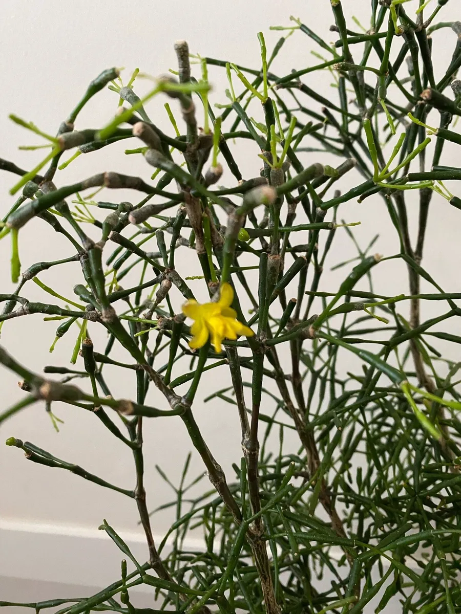 Cactus 🌵 Hatiora salicornioides Britton & Rose - Image 2