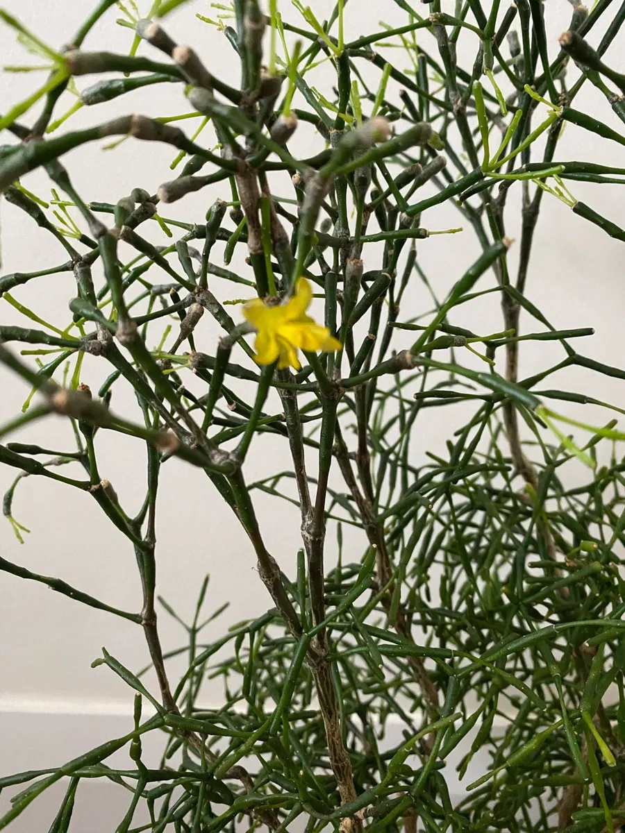 Cactus 🌵 Hatiora salicornioides Britton & Rose - Image 3