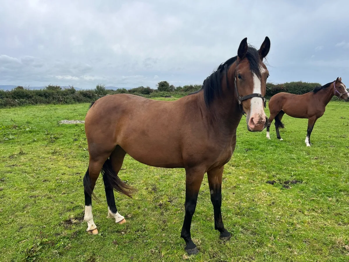 Irish Sport Horse x Ringfort Cruise - Image 1