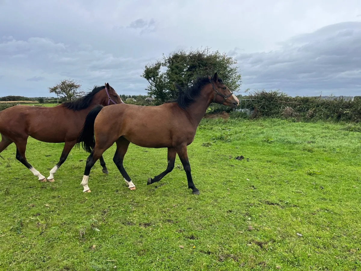 Irish Sport Horse x Ringfort Cruise - Image 2