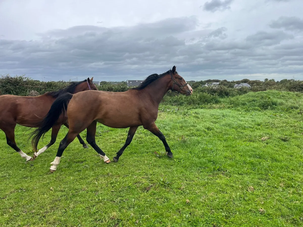 Irish Sport Horse x Ringfort Cruise - Image 3