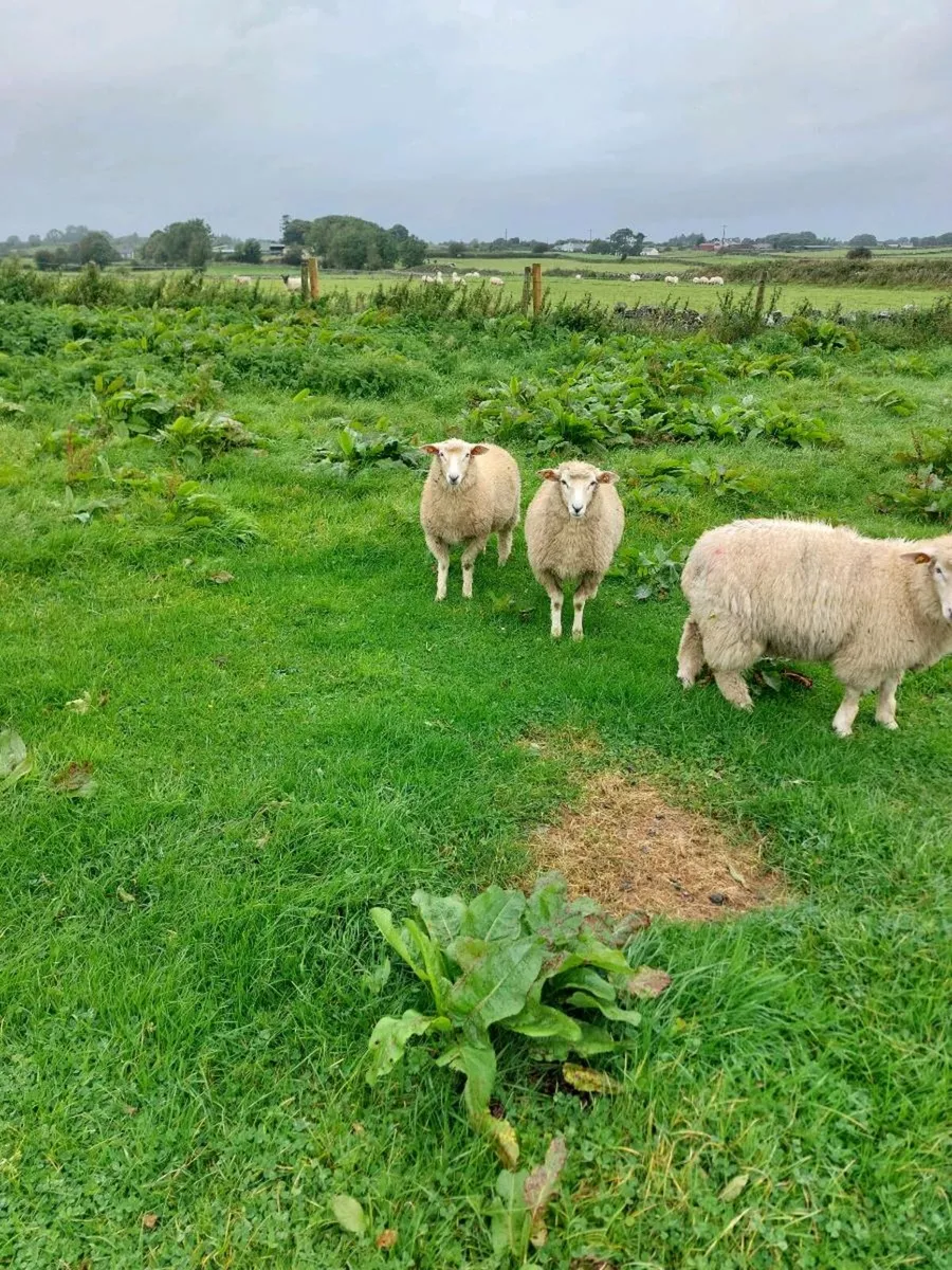 Galway ram lamb - Image 1