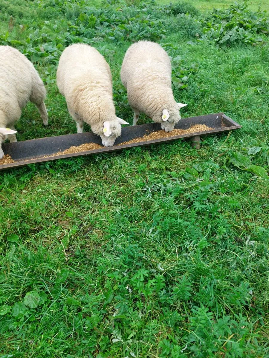 Galway ram lamb - Image 2