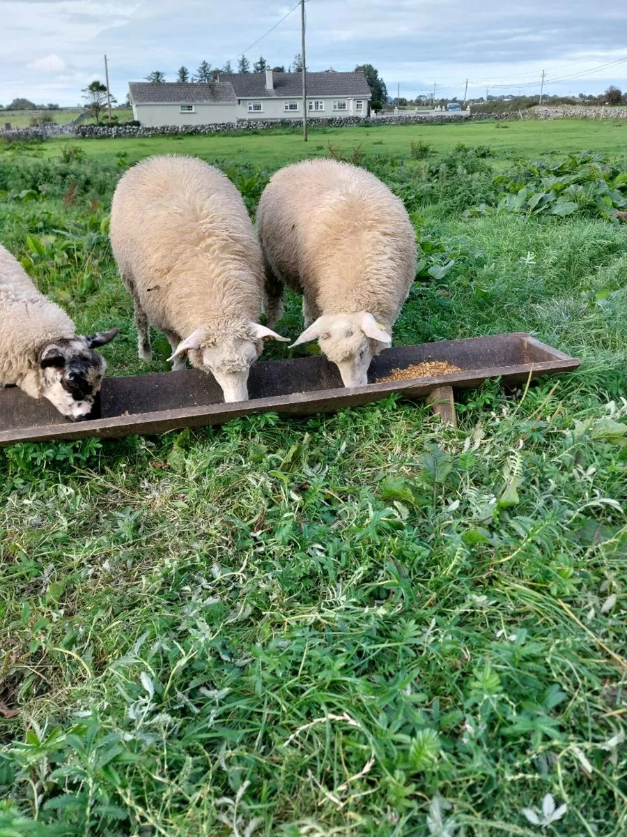 Galway ram lamb - Image 3