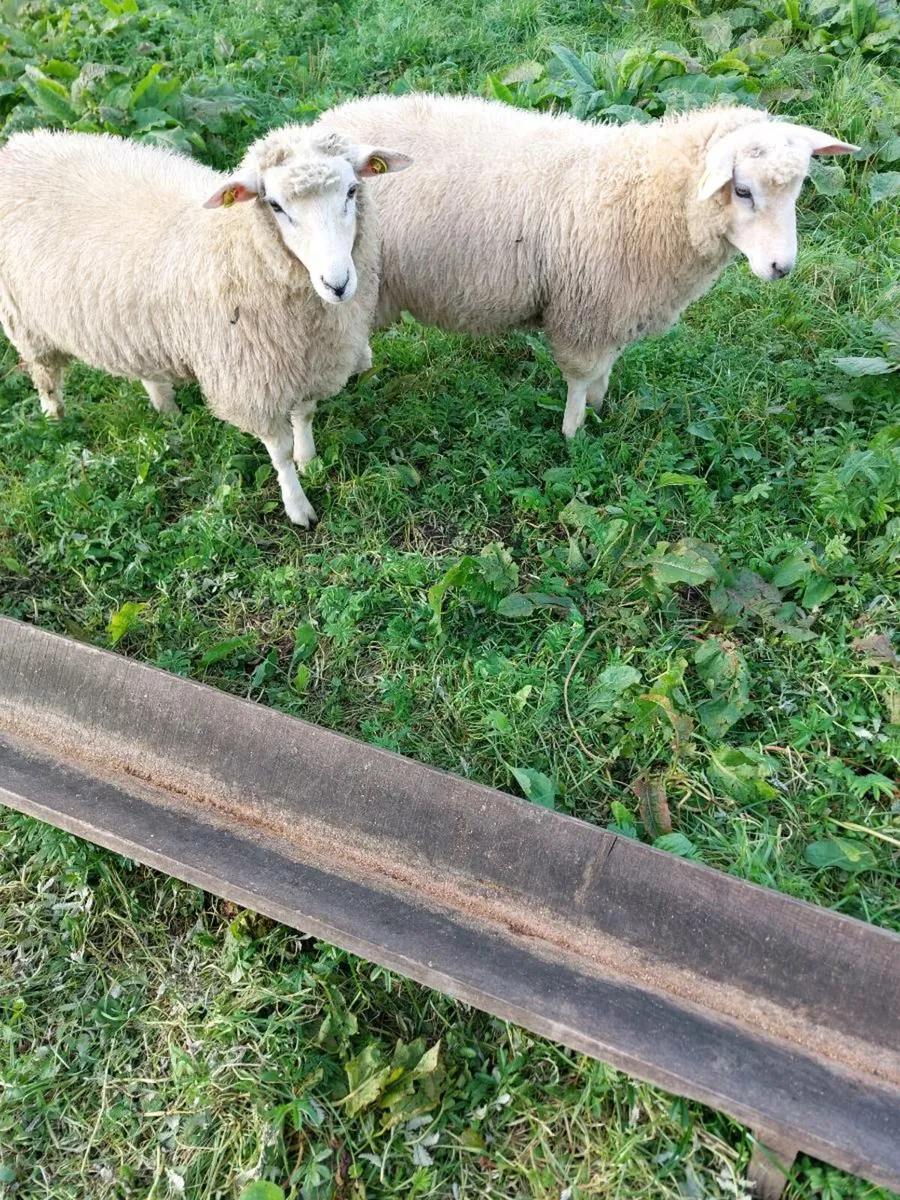 Galway ram lamb - Image 4