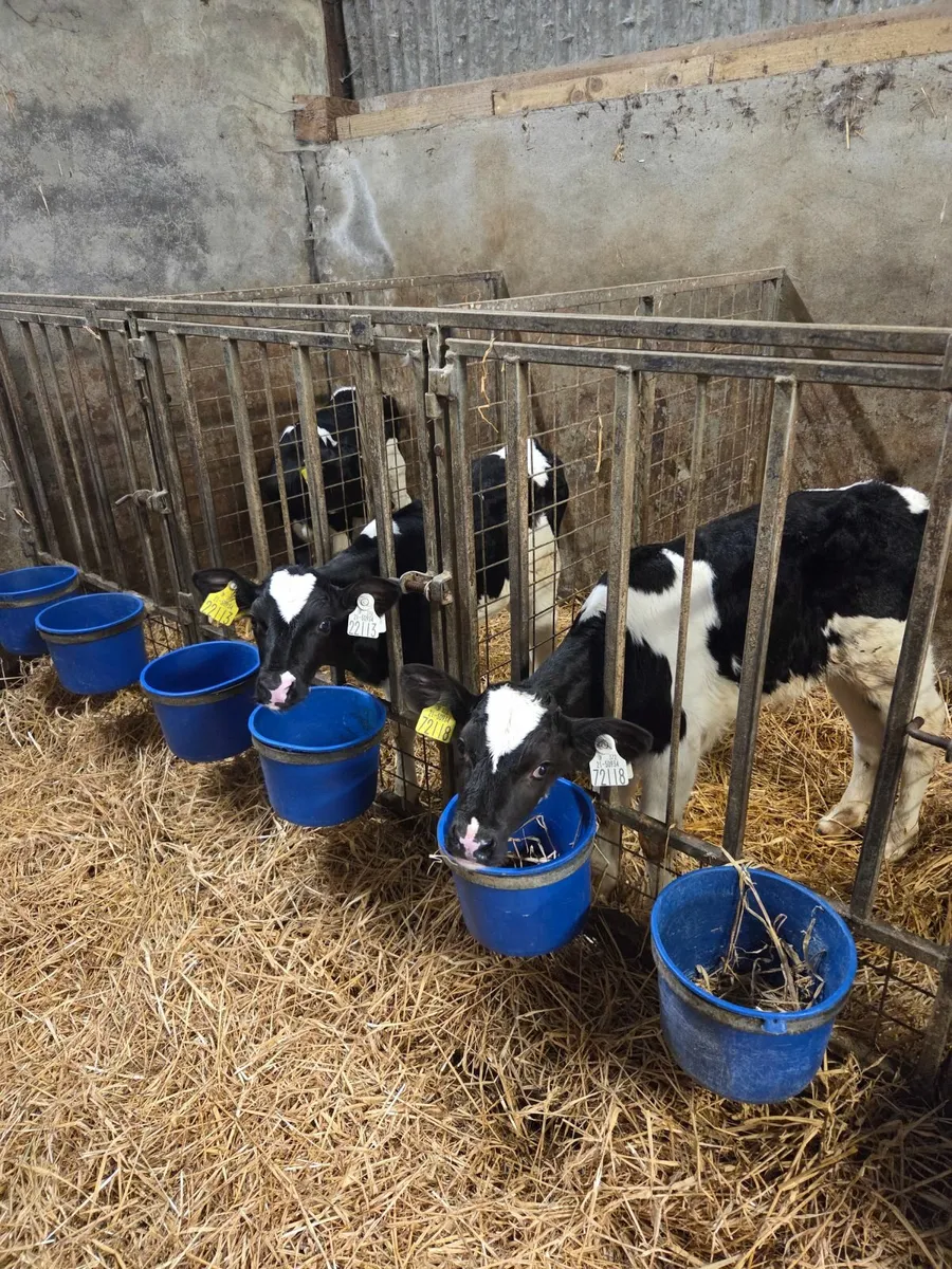 Friesian bull calves