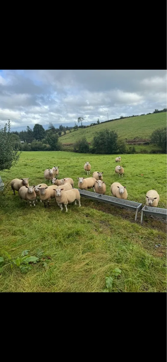 Tip lambs - Image 2