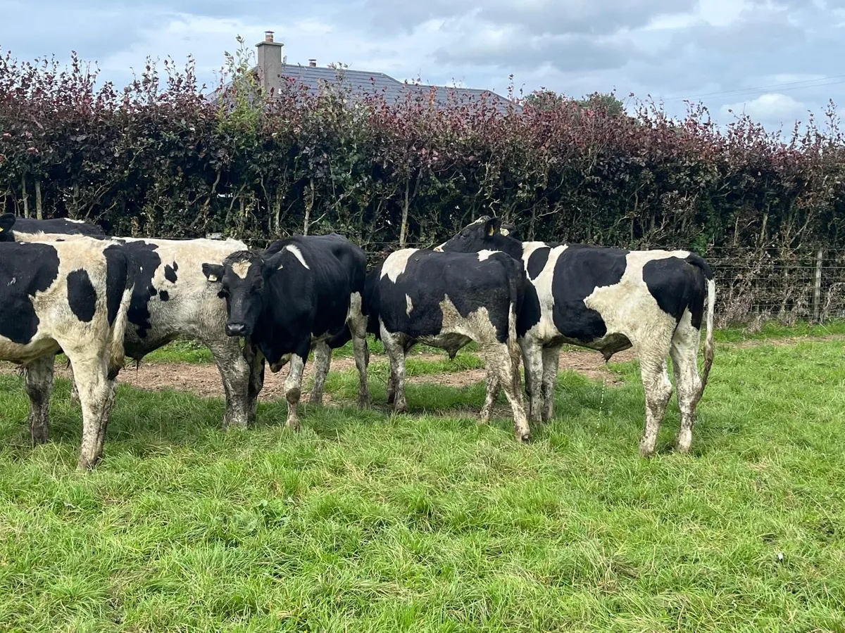 10 proper 420 kg British Frisian bullocks - Image 1