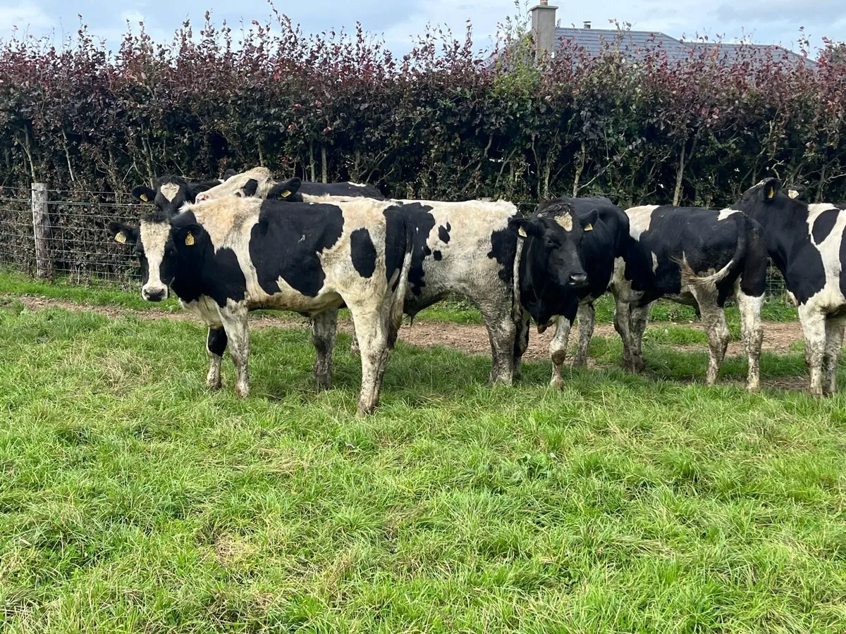 10 proper 420 kg British Frisian bullocks - Image 2